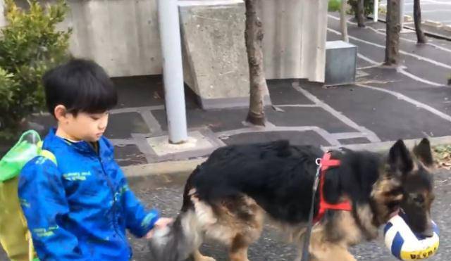 当狼犬遇上足球天才，德牧vs罗纳尔多直播视频，到底谁能赢？
